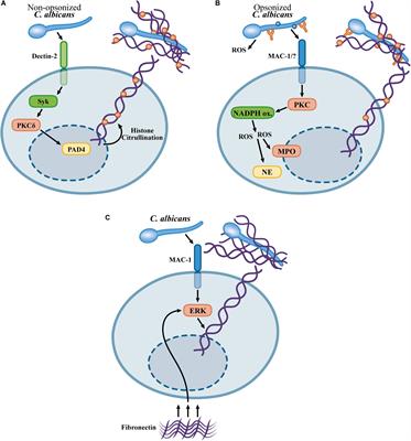 Neutrophil and Eosinophil DNA Extracellular Trap Formation: Lessons From Pathogenic Fungi